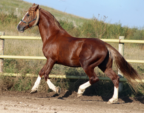 HorseID: 2307169 Blackshires Ares - PhotoID: 1091049