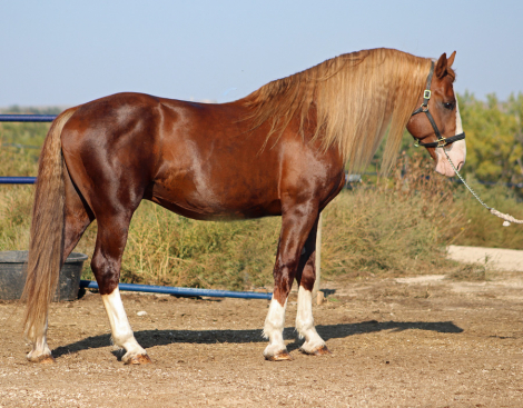 HorseID: 2307169 Blackshires Ares - PhotoID: 1091050