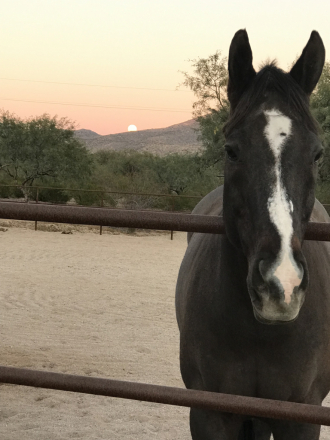 HorseID: 2307173 ABSOLUTE INVY - PhotoID: 1091052