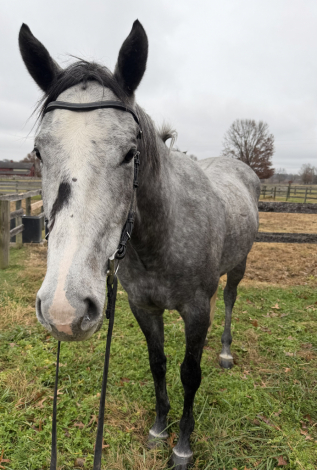 HorseID: 2307174 Silver Bear - PhotoID: 1091053