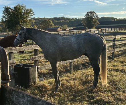 HorseID: 2307174 Silver Bear - PhotoID: 1091054