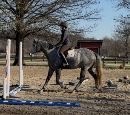 HorseID: 2307174 Silver Bear - PhotoID: 1091055