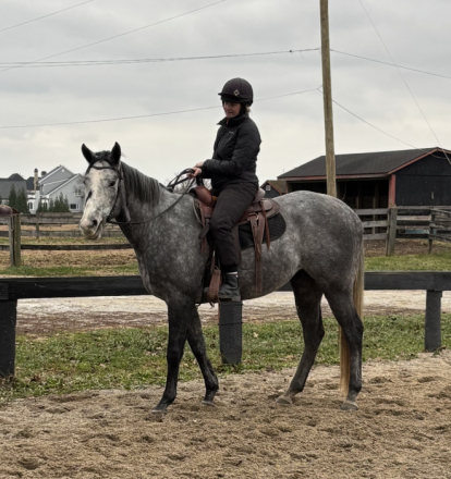 HorseID: 2307174 Silver Bear - PhotoID: 1091056