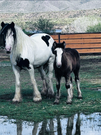 HorseID: 2307177 WF Middle Sister - PhotoID: 1091105