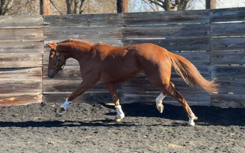 HorseID: 2307179 No more Sins - PhotoID: 1091106