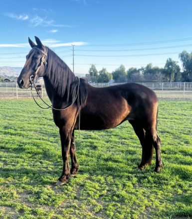 HorseID: 2307182 Melody - PhotoID: 1091108