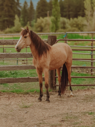 HorseID: 2307186 Maple - Grade 13hh Pony Mare - PhotoID: 1091115