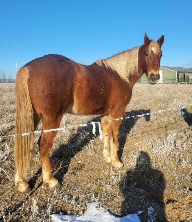 HorseID: 2307187 RCA Honor Eddy - PhotoID: 1091117