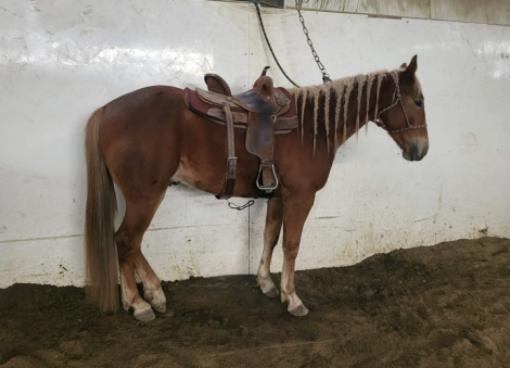 HorseID: 2307187 RCA Honor Eddy - PhotoID: 1091119