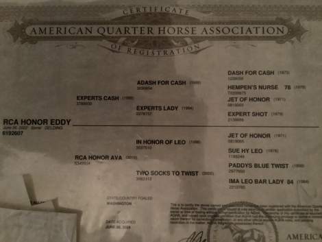 HorseID: 2307187 RCA Honor Eddy - PhotoID: 1091120