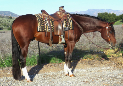 HorseID: 2307188 LOOKIN LIKE LAZY - PhotoID: 1091116