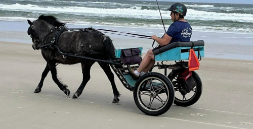 HorseID: 2307191 Clear Ridge Rabblerouser 0714 - PhotoID: 1091331