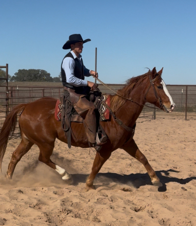 HorseID: 2307193 Apollo - PhotoID: 1091123