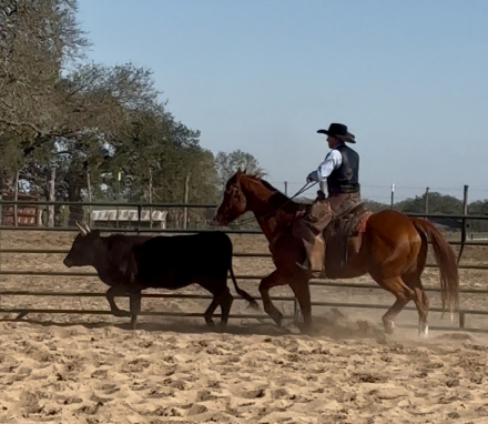 HorseID: 2307193 Apollo - PhotoID: 1091124