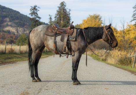 HorseID: 2307199 Bay Roan Quarter Horse - PhotoID: 1091126