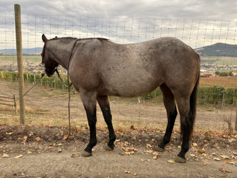 HorseID: 2307199 Bay Roan Quarter Horse - PhotoID: 1091127