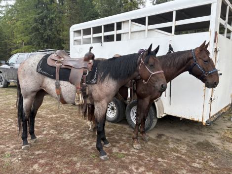 HorseID: 2307199 Bay Roan Quarter Horse - PhotoID: 1091128