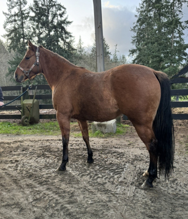 HorseID: 2307201 LOTTA PEPPY HICKORY - Lottie - PhotoID: 1091140