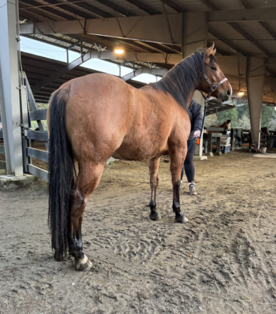 HorseID: 2307201 LOTTA PEPPY HICKORY - Lottie - PhotoID: 1091141