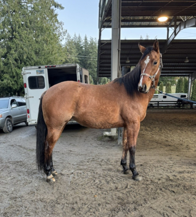 HorseID: 2307201 LOTTA PEPPY HICKORY - Lottie - PhotoID: 1091142