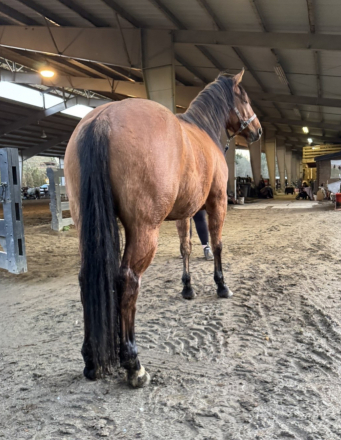 HorseID: 2307201 LOTTA PEPPY HICKORY - Lottie - PhotoID: 1091143