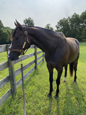 HorseID: 2307202 Boreas - PhotoID: 1091145