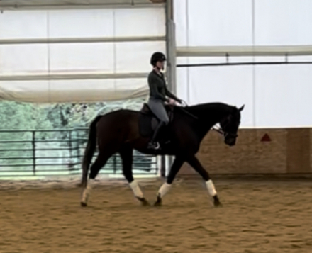 HorseID: 2307202 Boreas - PhotoID: 1091147