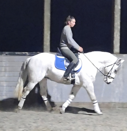 HorseID: 2307204 Grey - PhotoID: 1091152