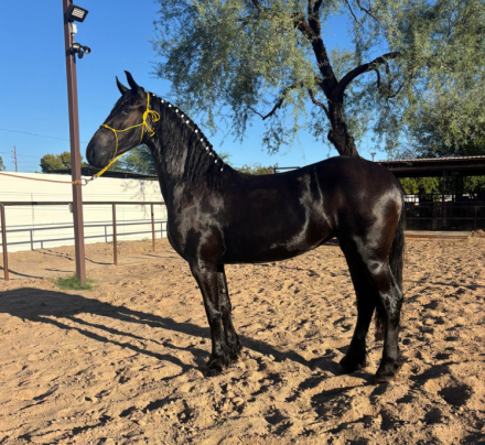 HorseID: 2307208 Wayra Van Hegro - PhotoID: 1091151