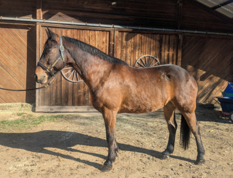 HorseID: 2307209 Storm - PhotoID: 1091153