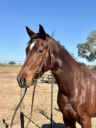 HorseID: 2307212 Grace - PhotoID: 1091154