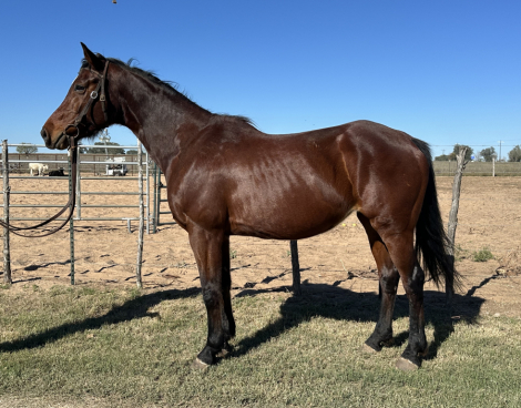 HorseID: 2307212 Grace - PhotoID: 1091155