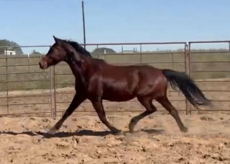 HorseID: 2307212 Grace - PhotoID: 1091156