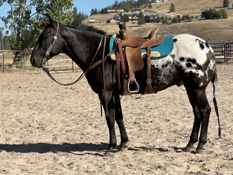 HorseID: 2307213 HHA TWISTED IRON - PhotoID: 1091160