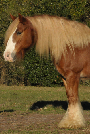 HorseID: 2307218 R strawberry fields - PhotoID: 1091163