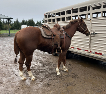 HorseID: 2307227 Rickee Bobbee - PhotoID: 1091172