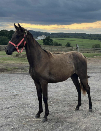 HorseID: 2307228 Tennessee’s High Hope WF - PhotoID: 1091174