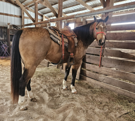 HorseID: 2307244 Poco Jan's Bar - PhotoID: 1091179