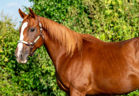 HorseID: 2307248 Indy - PhotoID: 1091182