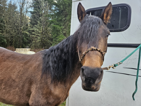 HorseID: 2307254 Super Nova - PhotoID: 1091184