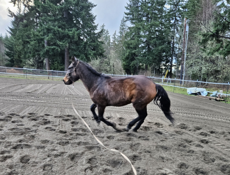 HorseID: 2307254 Super Nova - PhotoID: 1091187