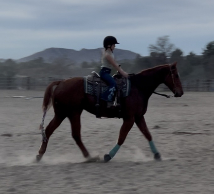 HorseID: 2307257 George - PhotoID: 1091188