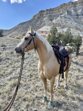 HorseID: 2307260 WB PALO PURR - PhotoID: 1091239