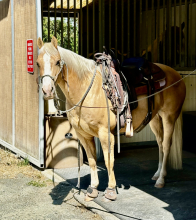 HorseID: 2307260 WB PALO PURR - PhotoID: 1091240