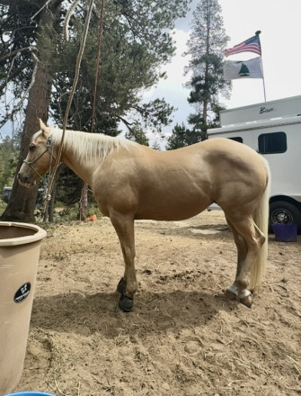HorseID: 2307260 WB PALO PURR - PhotoID: 1091243