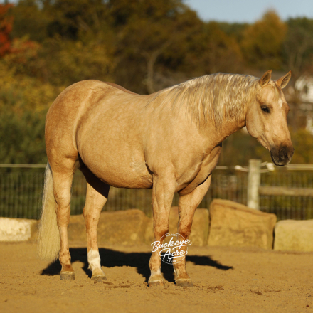 HorseID: 2307267 Hollywood Honey Boy - PhotoID: 1091197