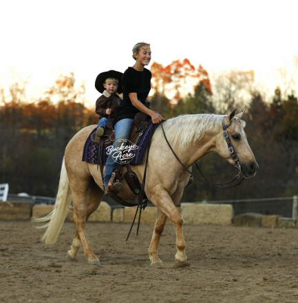 HorseID: 2307267 Hollywood Honey Boy - PhotoID: 1091198