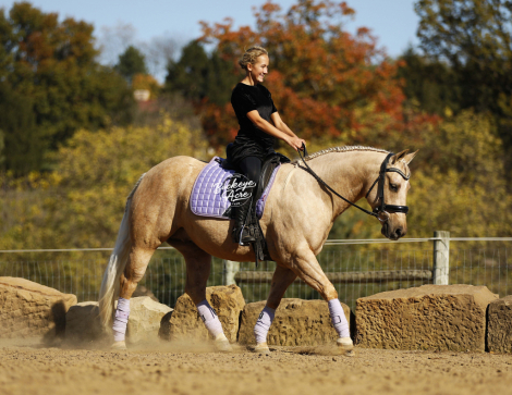 HorseID: 2307267 Hollywood Honey Boy - PhotoID: 1091200