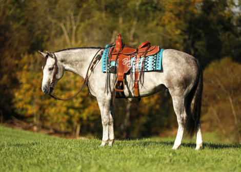 HorseID: 2307268 Peptos Te Man - PhotoID: 1091201