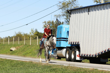 HorseID: 2307268 Peptos Te Man - PhotoID: 1091204